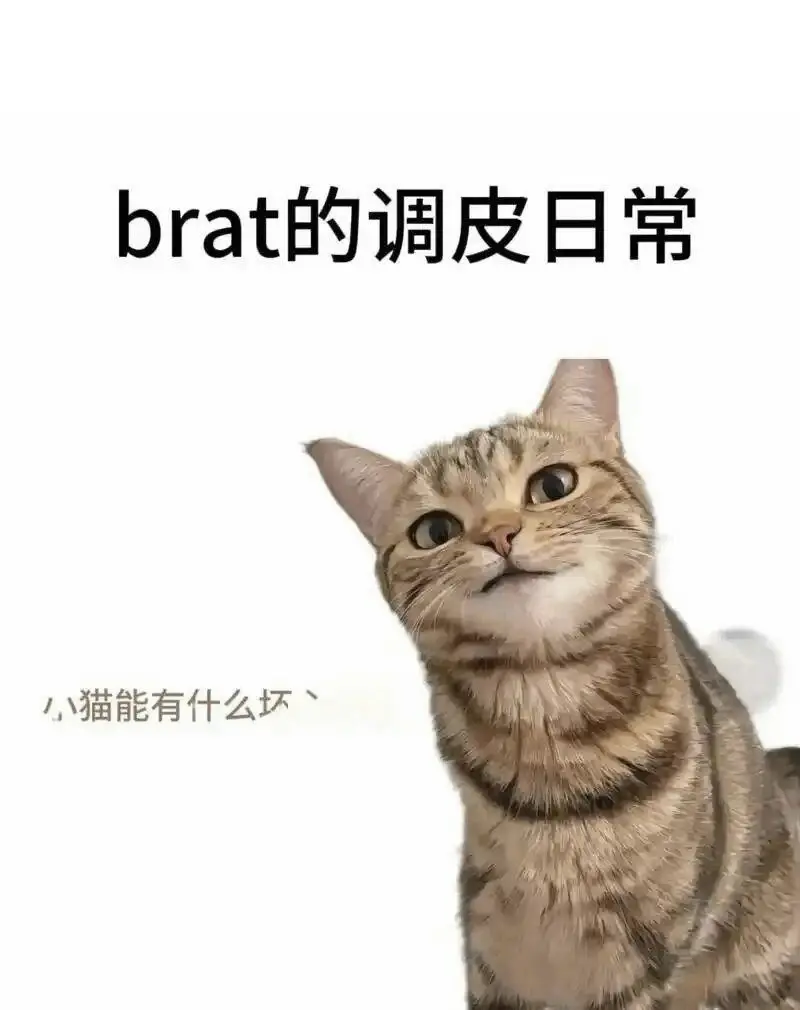 西檬之家-K9犬系是什么？字母圈新人入圈指南